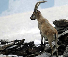 ¿Cuántas cabras montesas caben en la Sierra de Guadarrama?